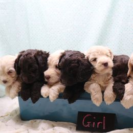 Australian Labradoodle Puppies from AKAs Doodles and Poodles, LLC