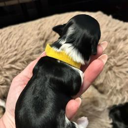 Jolteon - Black and white male Havanese puppy in Orange, California from Havanese Bragger’s