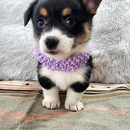 RM Female 3 - Black and tan female Pembroke Welsh Corgi puppy in Duluth, Minnesota from Up North Corgis
