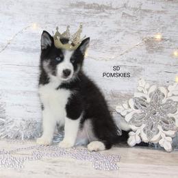 Pomsky Puppies from SD Pomskies
