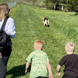 German Shepherds from Peachy Puppies