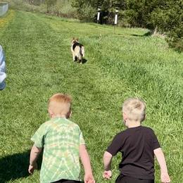 German Shepherds from Peachy Puppies