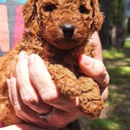 Poodle Puppies from Miller Poodles