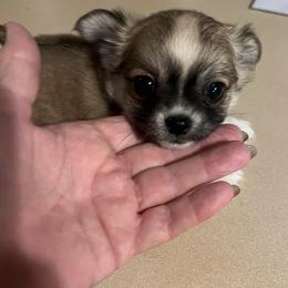Grace - Fawn and white female Chihuahua puppy in Tecumseh, Oklahoma from Callie’s Happy Chihuahuas, Callie’s Happy Treasures LLC