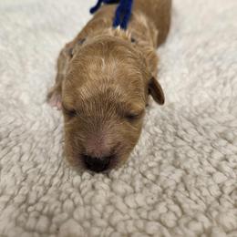 Boy 5 - male Goldendoodle puppy in Flat Rock, North Carolina from Sukisdoodles