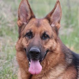 Ouija - German Shepherd