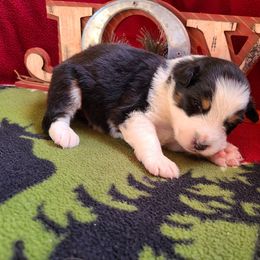 Miniature American Shepherd and Miniature Australian Shepherd Puppies from Tini Thyme Mini Aussies