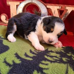 Miniature American Shepherd and Miniature Australian Shepherd Puppies from Tini Thyme Mini Aussies