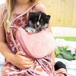 Pe Pe - Black and white male Pomsky puppy in Spring City, Pennsylvania from Pomsky Power Puppies