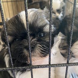 Shih Tzu Puppies from Willow Lane Shih Tzus