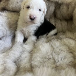 Old English Sheepdog Puppies from O’Leary’s Old English Sheepdogs