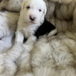 Old English Sheepdog Puppies from O’Leary’s Old English Sheepdogs