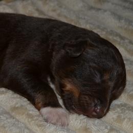 Boy 2 - male Australian Shepherd puppy in Marshall, Texas from Flying S Aussies