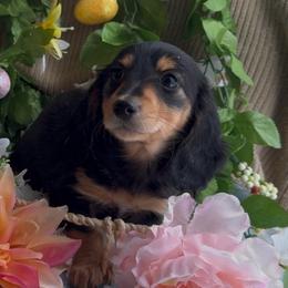 Minnie - Serious Inquiries Only - Black and tan female Dachshund puppy in Desloge, Missouri from Snows Doxies