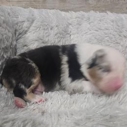 Blue Merle Male 2 - Blue merle male Australian Shepherd puppy in Wauneta, Nebraska from 4H Aussies