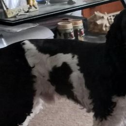 Cocker Spaniels from Sherrye's Cocker Spaniels