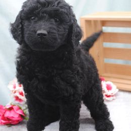 Kenya - Black female Goldendoodle puppy in Rexburg, Idaho from Obsidian Creek Doodles LLC