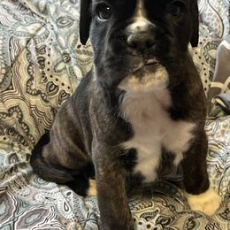 Boxer Puppies from Von Royal Dell’Infinite