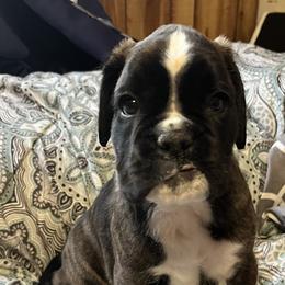 Boxer Puppies from Von Royal Dell’Infinite