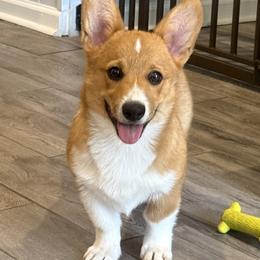 Lord Henry - Red male Pembroke Welsh Corgi puppy in North Charleston, South Carolina from Corgivilla