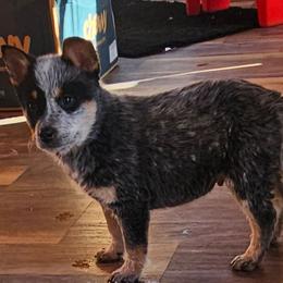 3rd choice male available - Blue male Australian Cattle Dog puppy in Dalton, Pennsylvania from Whiteduck Mountain Kennel AKC Australian Cattle Dogs and AKC Fox Red Labrador Retrievers