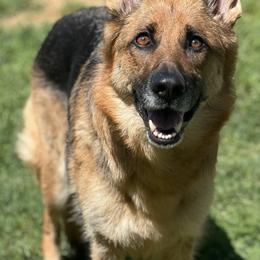 German Shepherds from Wachter’s Loyal Shepherds