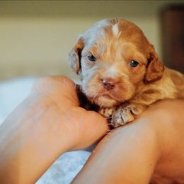 Lavender Collar - Buff female Cockapoo puppy in Missoula, Montana from Big Sky Cockapoos