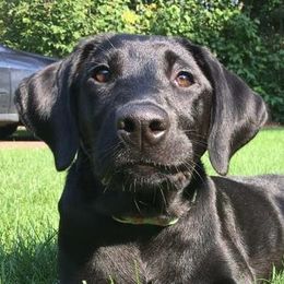Labrador Retriever Puppies from Milliken Creek Labs
