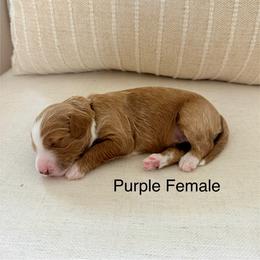 Purple Female - Red  female Goldendoodle puppy in Springville, Utah from JW Doodles