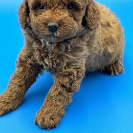 Goldendoodle, Shorkie, and Yorkshire Terrier Puppies from Jenny La Bone