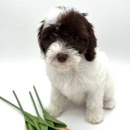Harmony - Chocolate female Australian Labradoodle puppy in Denton, Texas from Dignity Labradoodles