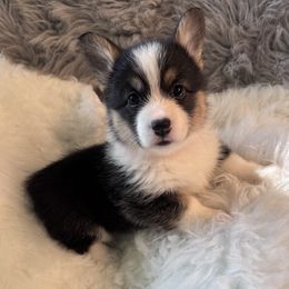Pink Collar Female - Black and tan female Pembroke Welsh Corgi puppy in Grants Pass, Oregon from Rockin’ DA Corgis & Critter Transport LLC