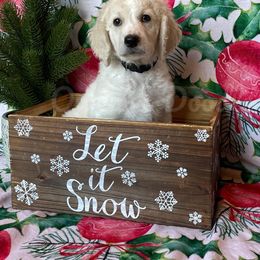 Goldendoodle Puppies from Owen-a-Doodle