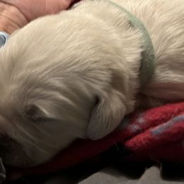 Golden Retriever Puppies from Hagan's Golden Retrievers