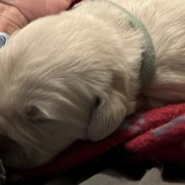 Golden Retriever Puppies from Hagan's Golden Retrievers