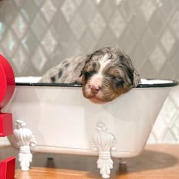 Murray - Merle male Bernedoodle puppy in Kilgore, Texas from Furry Tail Doodles