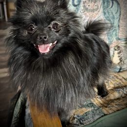 Malachi - Pomeranian