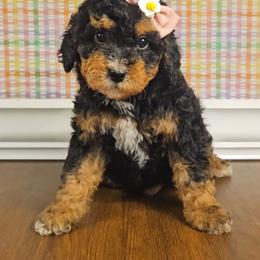 Aurora - Tri-color female Bernedoodle puppy in Russell Springs, Kentucky from 270 Doodles
