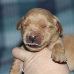 Girl 2 - Golden female Golden Retriever puppy in Lucasville, Ohio from Trusting Hearts Kennel