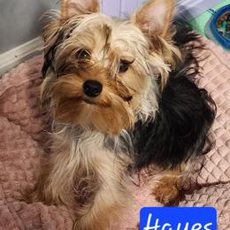 Boy 2 - Black and tan male Yorkshire Terrier puppy in Newport News, Virginia from Ty-Shea Designs Yorkies and More LLC