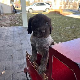 Mae - Brown and gray Wirehaired Pointing Griffon puppy in Douglas, Wyoming from Complete Game Griffs