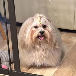 Havanese from Sofila Havanese
