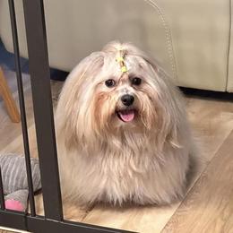 Havanese from Sofila Havanese