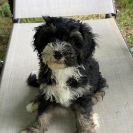 Ranger - Tri-color male Bernedoodle puppy in Campbellsville, Kentucky from Blue Belle Hills Bernedoodles