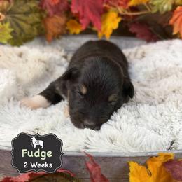 Fudge - Black tri-color male Australian Shepherd puppy in El Dorado Springs, Missouri from OR Aussies