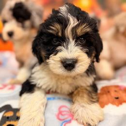 Teddy - Black tri-color male Aussiedoodle puppy in Dickerson, Maryland from Pawsome Aussie Doodles and Oodles