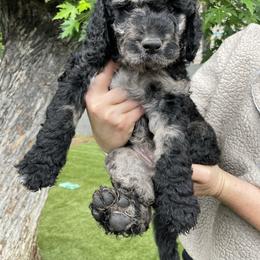 "Thunder" Goldendoodle Puppies from Simply Doodles Ojai