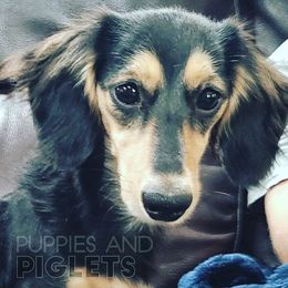 Ruby - Dachshund