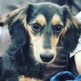 Ruby - Dachshund