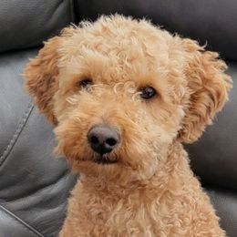 Cavapoos and Goldendoodles from Lucky Doodles